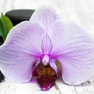 lavender orchid flower